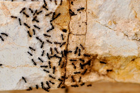 trucos caseros plaga hormigas