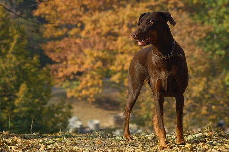 Perro Pis Casa Paseos 2