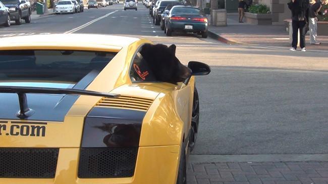 Oso en Lamborghini Gallardo Superleggera