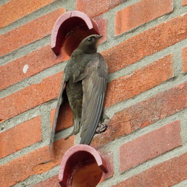 Escocia obliga a poner ladrillos nido para vencejos en los edificios, una medida que los expertos en aves reclaman para España 