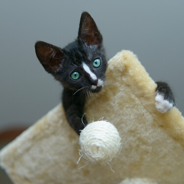 Las casas más alucinantes para gatos y los motivos científicos sobre los que se han construido