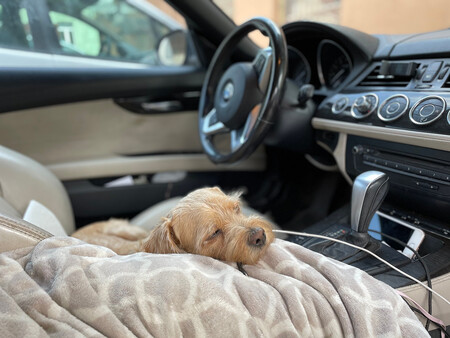 Perro Durmiendo En El Interior De Un Bmw