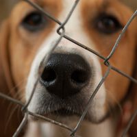 "Tyrion era un perro precioso, pero educarlo era demasiado": cuando las adopciones fracasan 