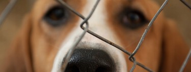 "Tyrion era un perro precioso, pero educarlo era demasiado": cuando las adopciones fracasan