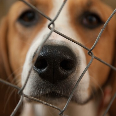 "Tyrion era un perro precioso, pero educarlo era demasiado": cuando las adopciones fracasan