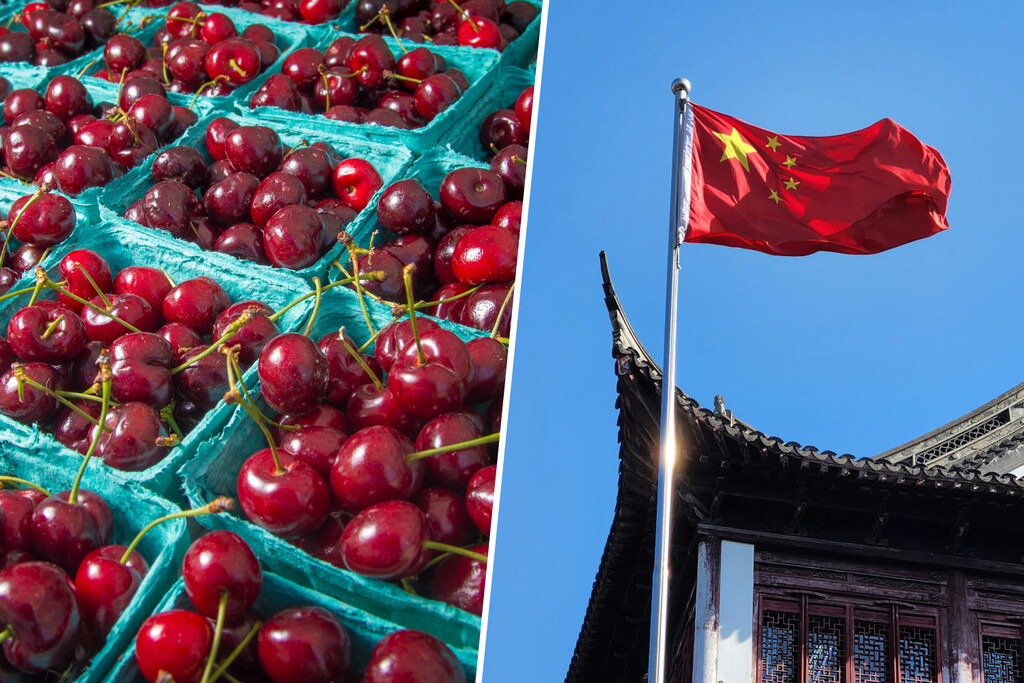 China está viviendo una fiebre por las cerezas y España quiere convertirse en su gran huerta. No lo tendrá fácil