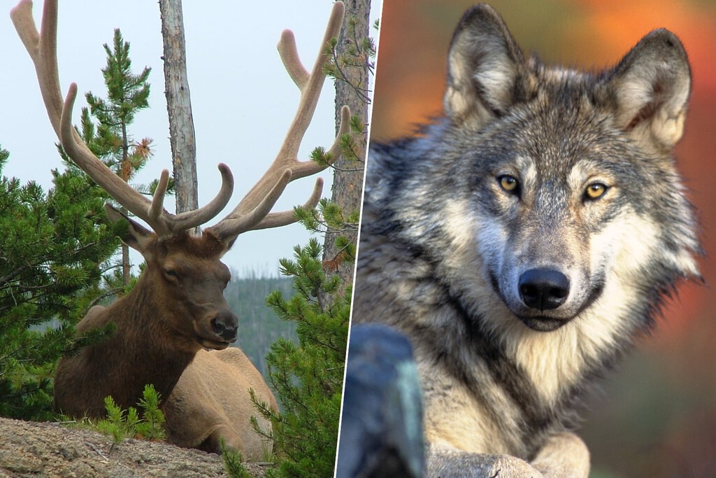Un siglo de herbívoros a sus anchas estaba acabando con Yellowstone. La salvación era lógica: llamar al lobo 