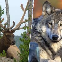 Un siglo de herbívoros a sus anchas estaba acabando con Yellowstone. La salvación era lógica: llamar al lobo 