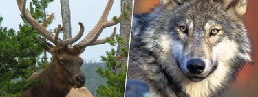Un siglo de herbívoros a sus anchas estaba acabando con Yellowstone. La salvación era lógica: llamar al lobo 