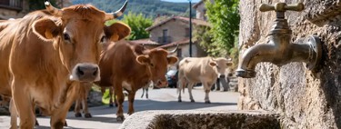 Este pueblo de Zamora se ha quedado sin agua por unas vacas. La culpa no es de la ganadería extensiva, es que nadie la controla: “Ya estamos aburridos”