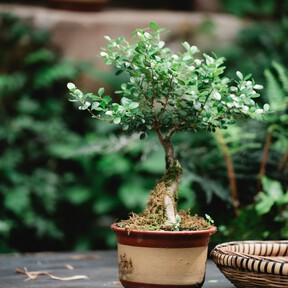 Hoy, 23 de septiembre, llega a Aldi un bonsái de ficus ideal para añadir un toque zen al salón o al comedor por menos de 8 euros
