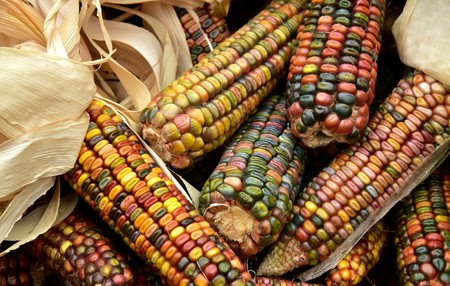 ¿Cómo salvarnos del maíz transgénico? Los campesinos mexicanos tienen la solución