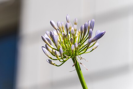Pexels Navlakha 32442920