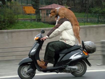 De viaje con el perro a cuestas