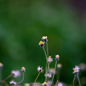 Ni rosales ni geranios: estas seis flores silvestres casi se cuidan solas y atraen abejas y mariposas