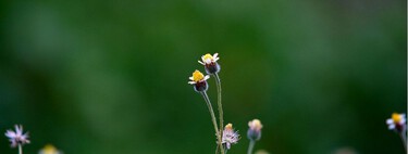 Seis flores silvestres que casi se cuidan solas y llenan el jardín de abejas y mariposas