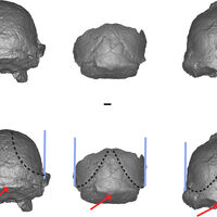 Uma nova espécie humana? Fóssil lendário está obrigando cientistas a repensarem as origens da humanidade 
