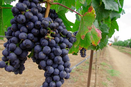Vendimias en México: la 'pisa de uvas' como acto simbólico y festivo que celebra cosecha y elaboración del vino y que puedes disfrutar en este viñedo en Querétaro
