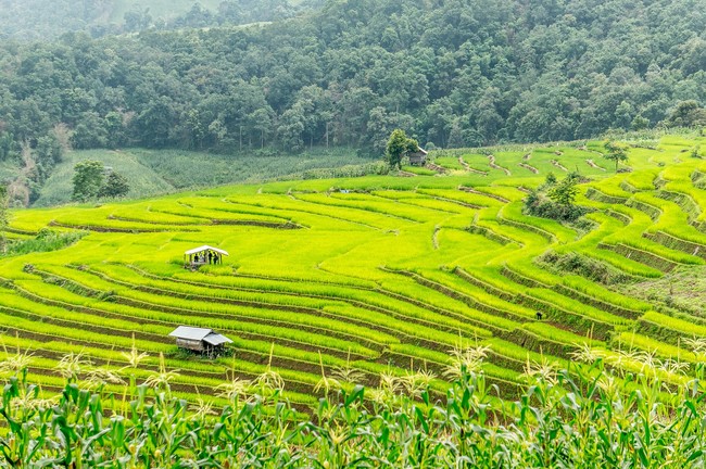 Chiang Mai