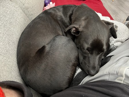 Perro