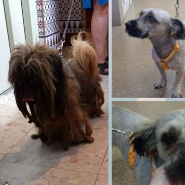 De sucio y con rastas a buscar una familia: el gran cambio de Curro, el perro que no pisaba la calle 