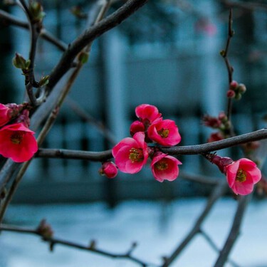 Las cinco plantas que llenan de flores el invierno aunque haga frío 