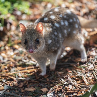 Estos encantadores marsupiales en peligro de extinción prefieren aparearse hasta la muerte en vez de dormir 