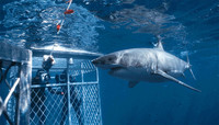 Dive Travel Show, encuentro con tiburones en Madrid