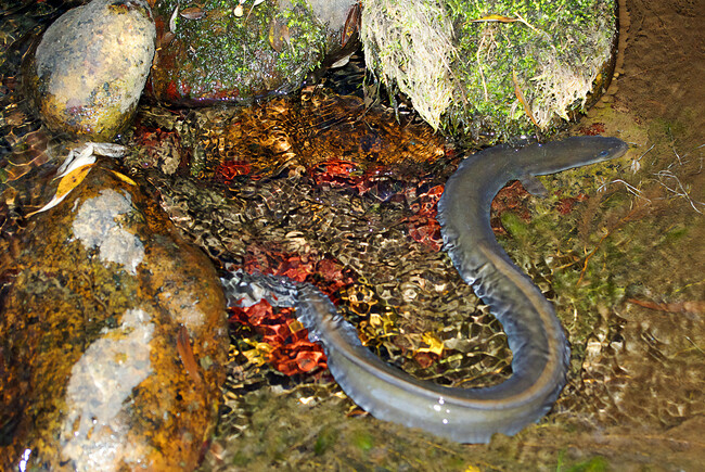 Anguila Extincion Valencia