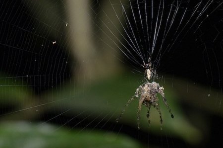 La araña titiritera: el primer animal que fabrica un títere de sí mismo