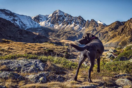 Primeras Vacaciones Perro Sitio Extraño - Viajar a la montaña