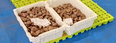 La competencia del marisco extranjero obliga a los gallegos a tirar almejas de vuelta al mar: “Hay gente que después lo vende como si fuese de aquí”