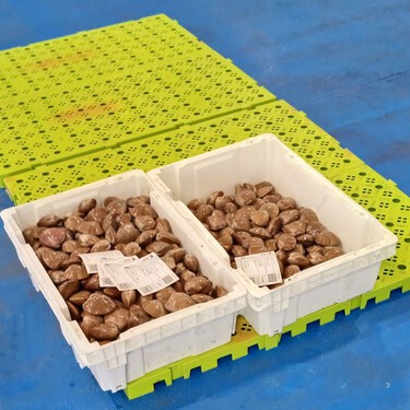 La competencia del marisco extranjero obliga a los gallegos a tirar almejas de vuelta al mar: “Hay gente que después lo vende como si fuese de aquí”