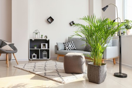 Palma areca