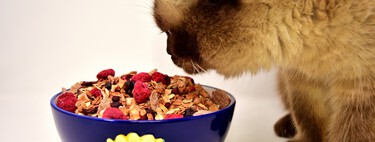La leche y otros ocho alimentos que no debes dar a tu gato