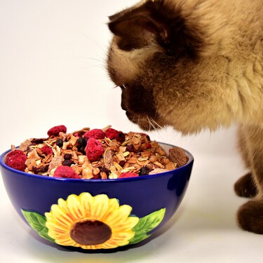 La leche y otros ocho alimentos que no debes dar a tu gato