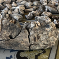 Uma mandíbula de 2,6 milhões de anos muda tudo o que pensávamos sobre hominídeos e reescreve história da humanidade— nós não éramos os únicos resilientes 