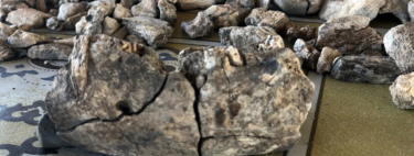 Uma mandíbula de 2,6 milhões de anos muda tudo o que pensávamos sobre hominídeos e reescreve história da humanidade— nós não éramos os únicos resilientes 