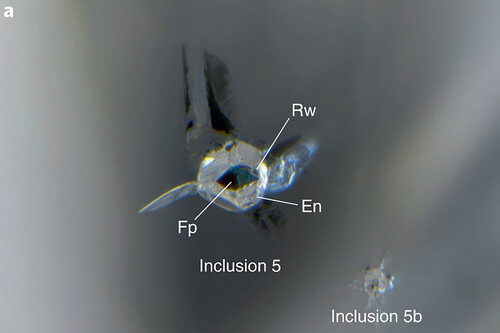 O segredo está na ringwoodita / Imagem: Gu et al. 2022, Nature Geoscience