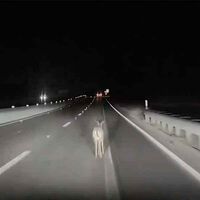 Un Tesla se encuentra a un ciervo, lo atropella y sigue sin frenar siquiera. Este es el mismo sistema de conducción autónoma que Elon Musk quiere usar en sus robotaxis sin conductor
