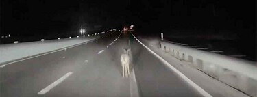 Un Tesla se encuentra a un ciervo, lo atropella y sigue sin frenar siquiera. Este es el mismo sistema de conducción autónoma que Elon Musk quiere usar en sus robotaxis sin conductor