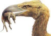 Phorusrhacidae: las aves terribles