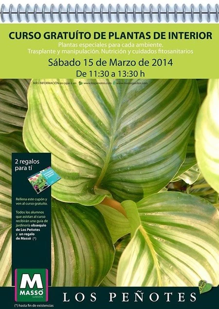 Curso gratuito de plantas de interior en Los Peñotes, este sábado 