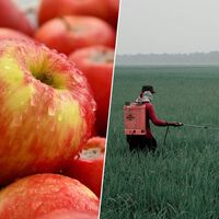 Pensávamos que as maçãs eram o alimento mais saudável; um novo estudo europeu acaba de mostrar o quão enganados estávamos 