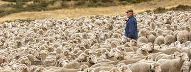 Cómo el cordero pasó de ser el animal más importante para la economía a comerse solo en bodas y navidades 