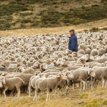 Cómo el cordero pasó de ser el animal más importante para la economía a comerse solo en bodas y navidades 