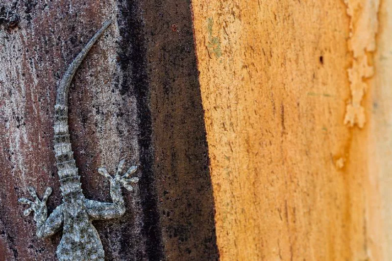 Foto de Otros animales (1/10)