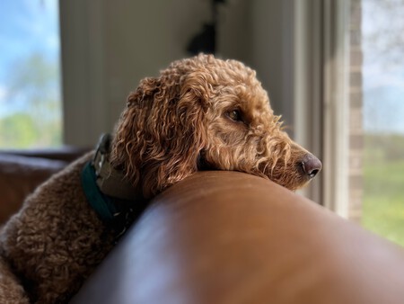 Pexels Dog Lover Stokes 459214188 16814603