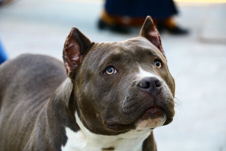 ppp razas pitbull american