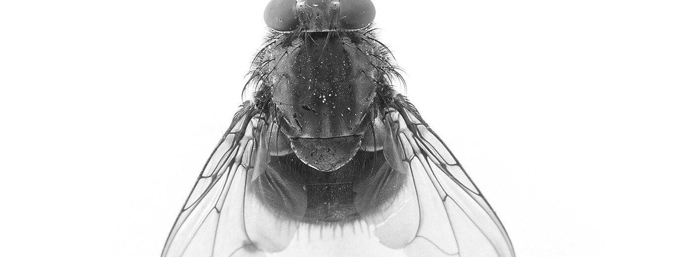 Buscaban el mosquito del virus del Nilo en las marismas de Doñana. Encontraron cuatro tipos de moscas que chupan sangre